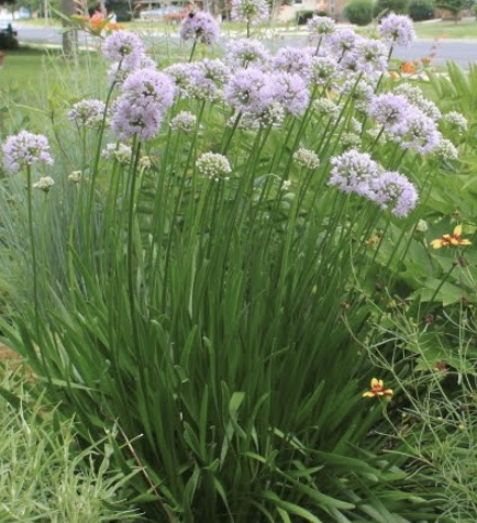 What We Grow — Garland's Garden